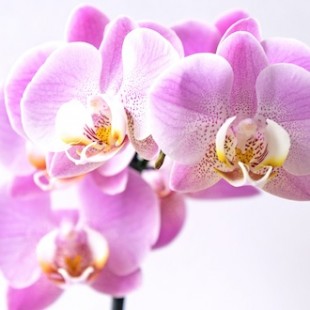 reise-orchideen